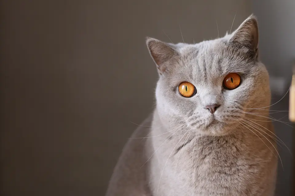 Koyu zemin önünde turuncu gözlü gri British Shorthair kedi