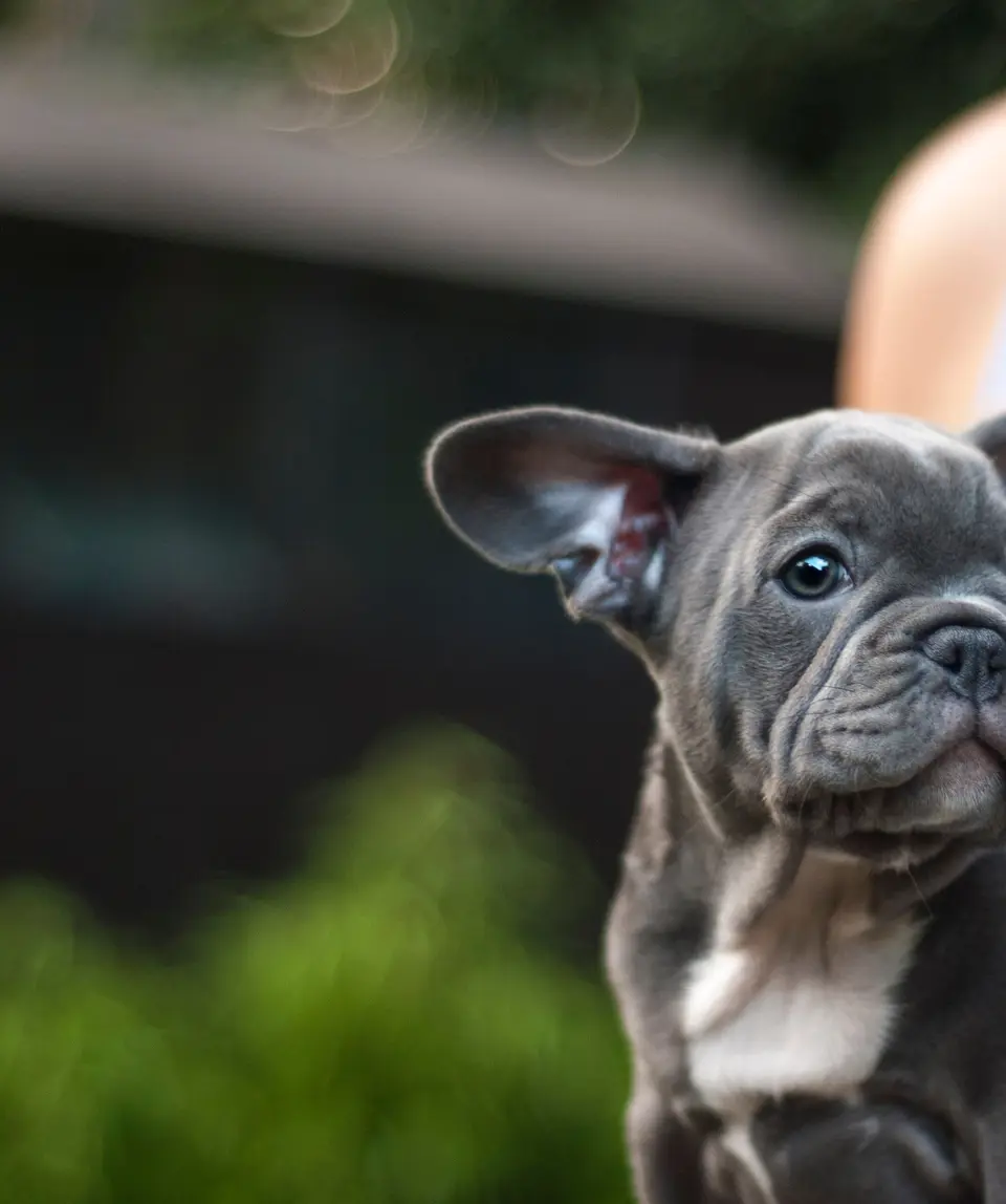 French Bulldog Puppy (Unsplash).jpg