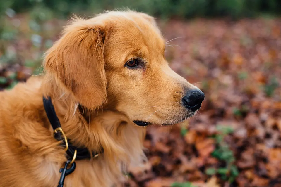 Sonbahar yapraklarının önünde oturan golden retriever