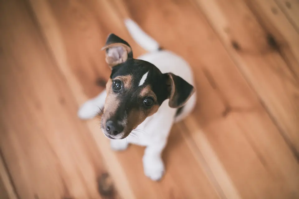 Ahşap zeminde uzanmış yavru Jack Russell köpek