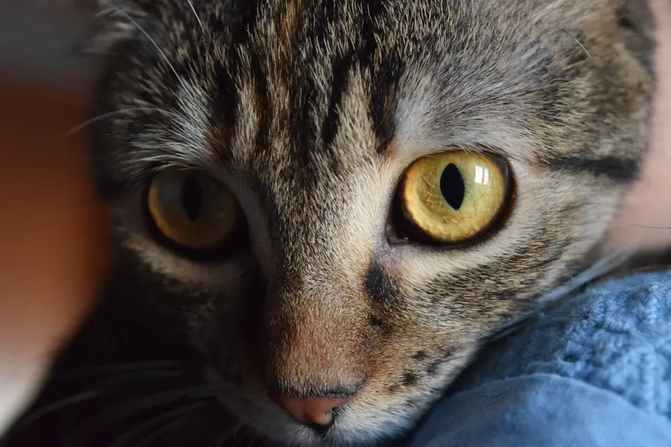 Cat eyes up close (Unsplash).jpg