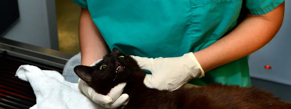 Eldivenli ellerle nazikçe muayene edilen siyah kedi
