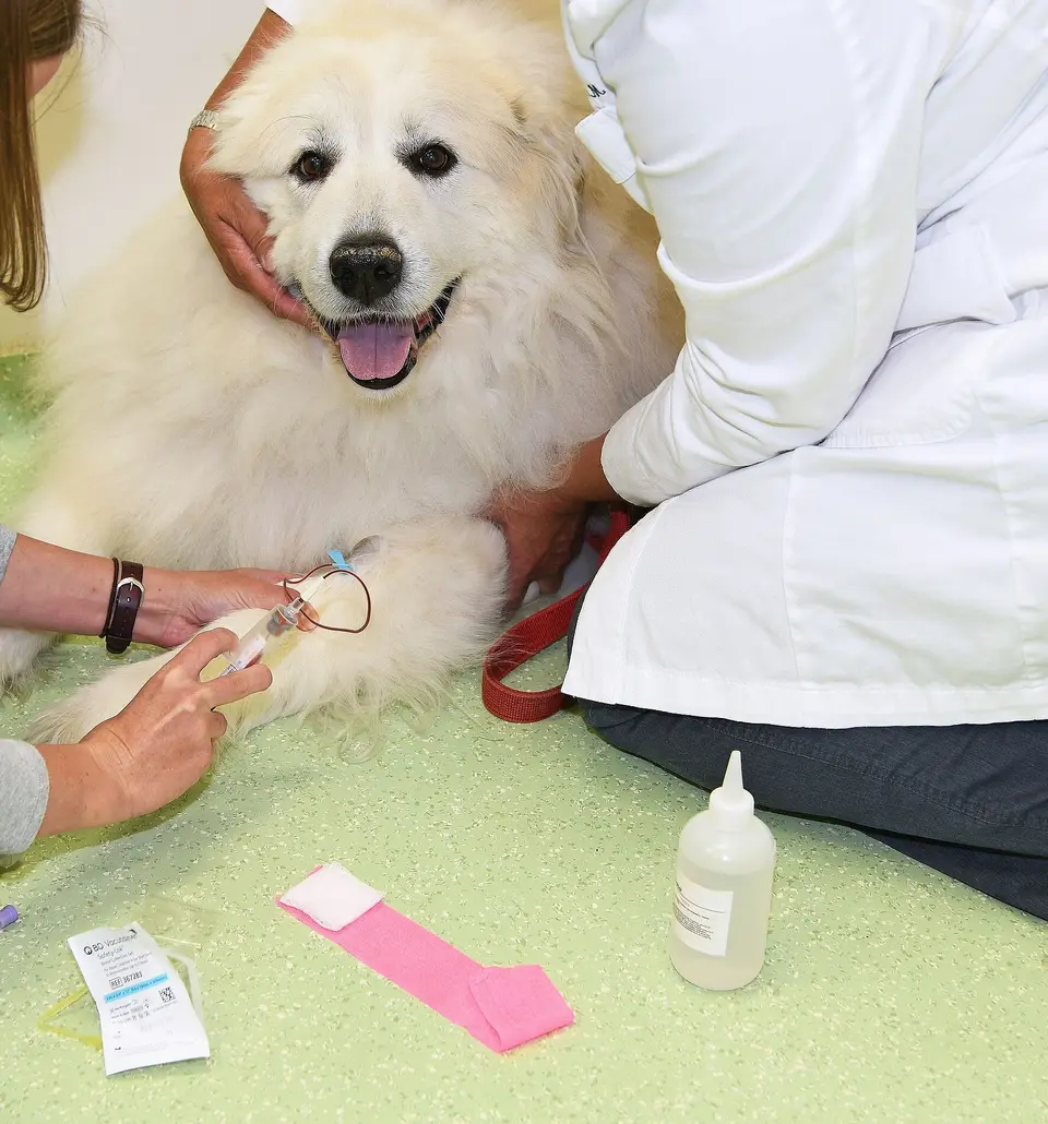 Bakım masasında patisi tutulan beyaz tüylü köpek