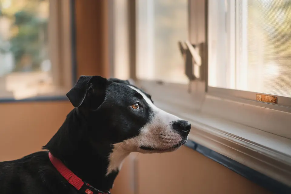 Pencere önünde dışarıyı izleyen siyah beyaz köpek