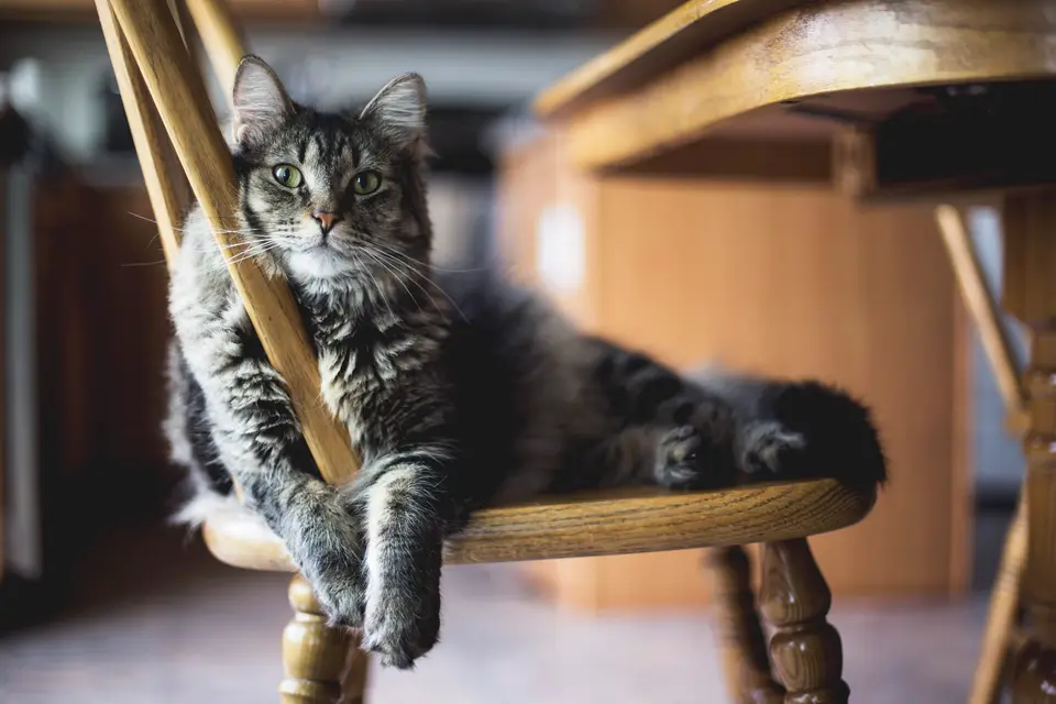 Ahşap sandalyede dinlenen tekir kedi