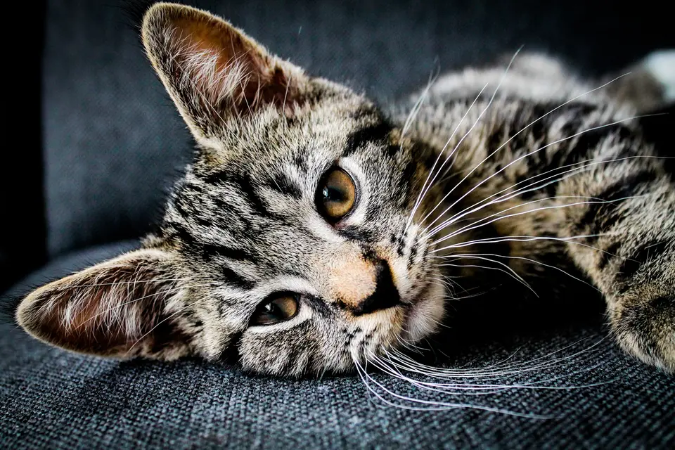 Cat resting on a couch (Unsplash).jpg