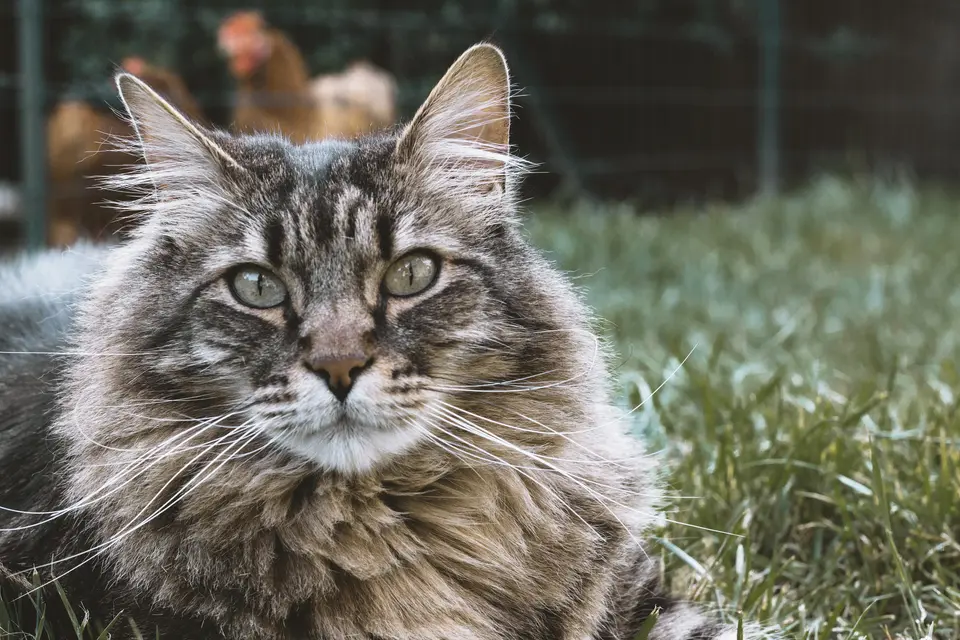 Gaspard the too big cat (Unsplash).jpg