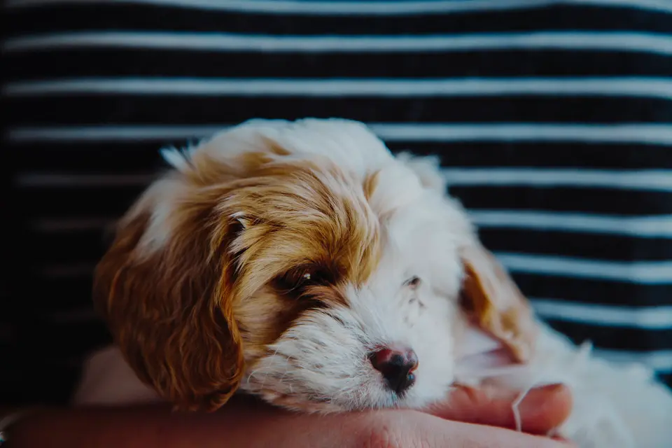 Avuç içinde başını dinlendiren kahverengi beyaz yavru köpek
